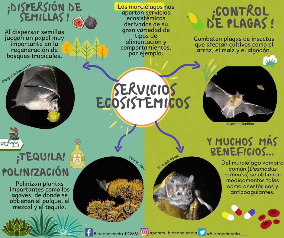 Infografía 