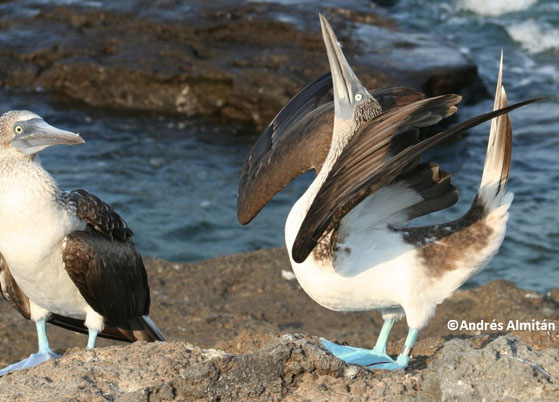 Estudios en ecología evolutiva de aves marinas 