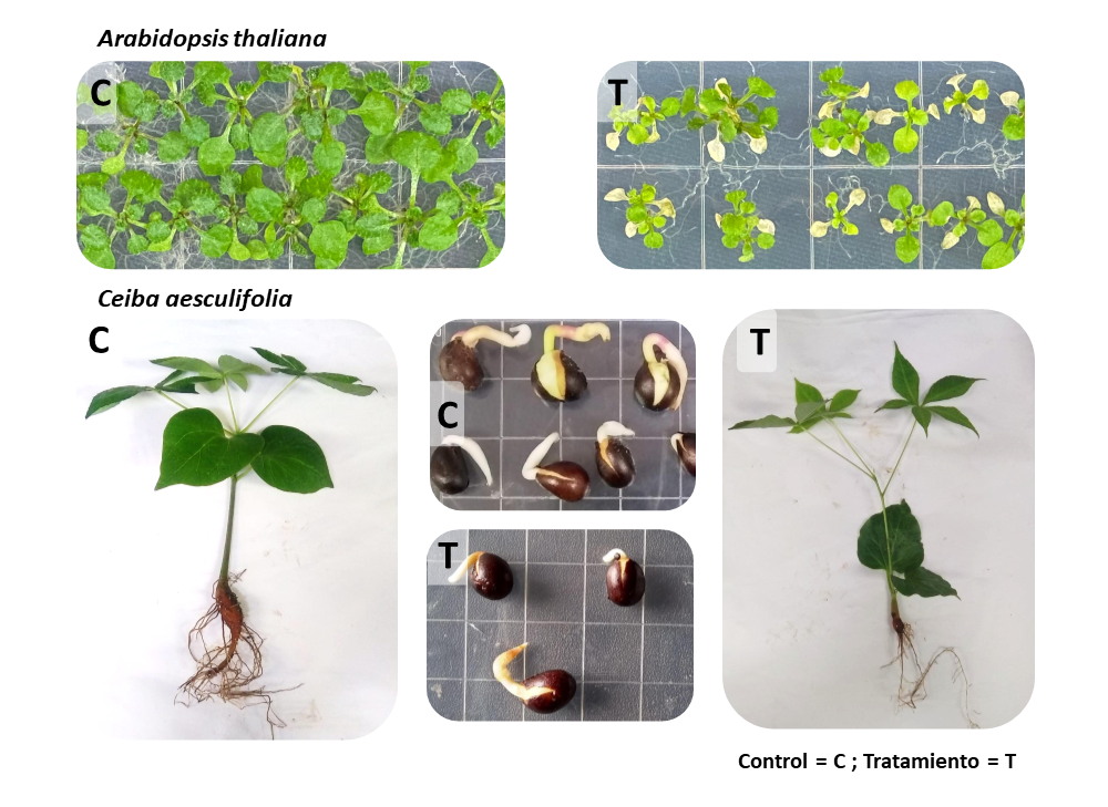 Termotolerancia y Termomemoria en Plantas 