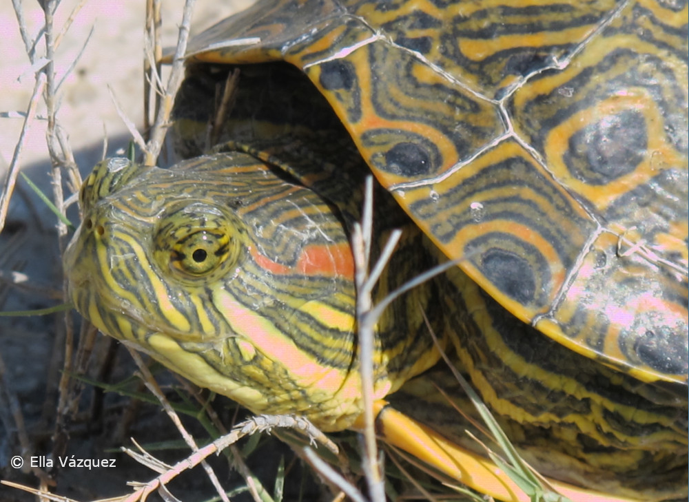 Genomic stories told by 4 Trachemys turtles