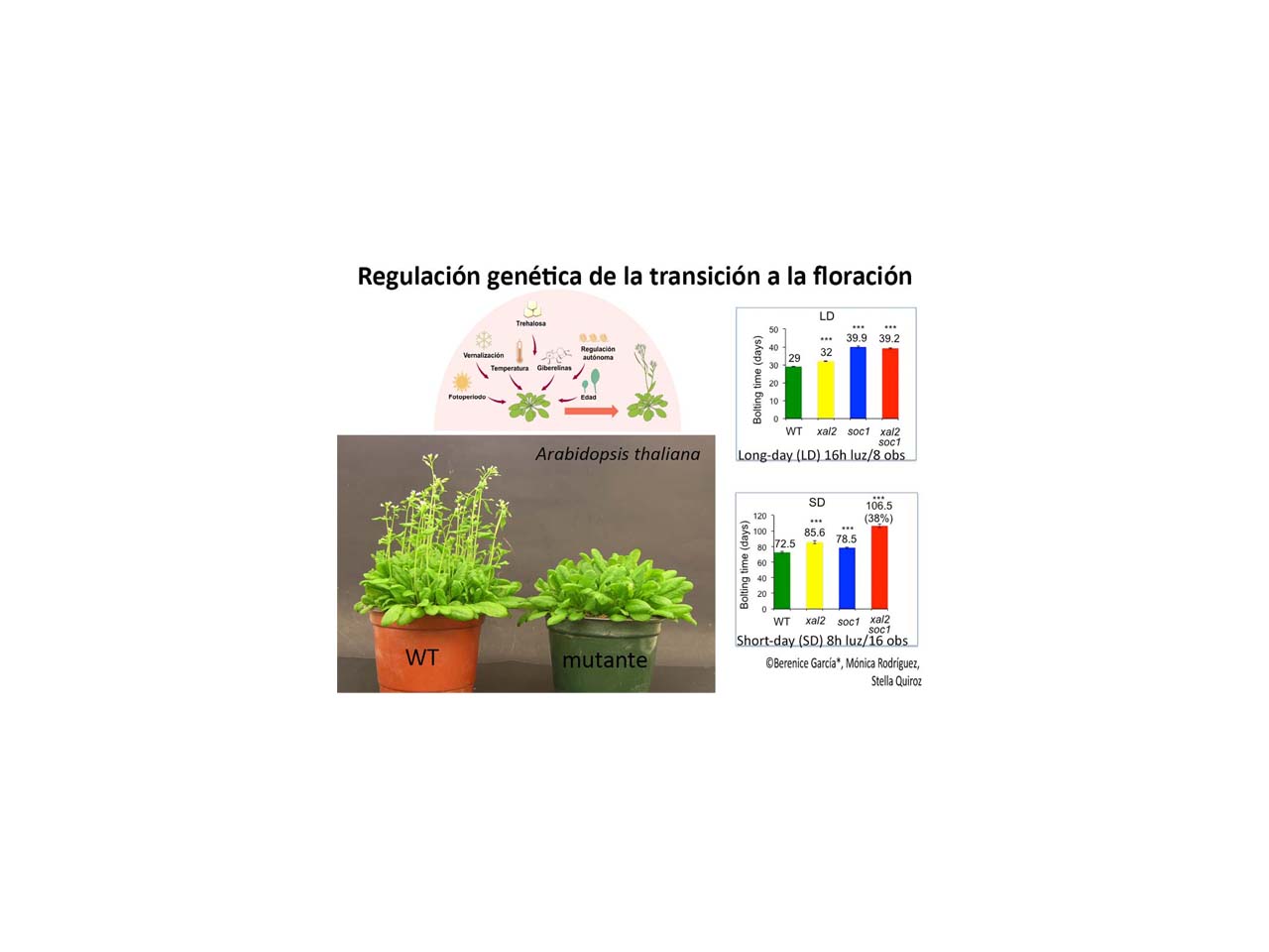 Regulación genética de la transición a la floración