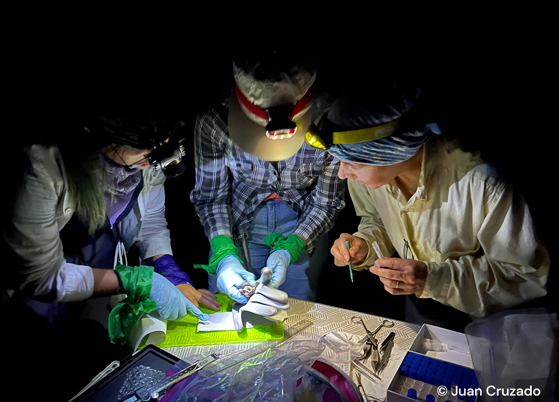 Diversidad de holobioma en fauna silvestre